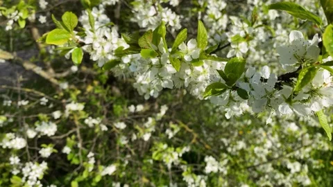 Spring tree in sunbeams in the wind Stock Footage 132950514