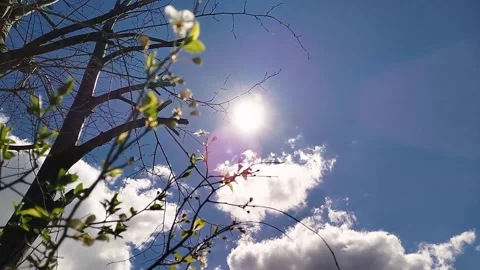 Spring tree with sunlight Stock Footage 304737129