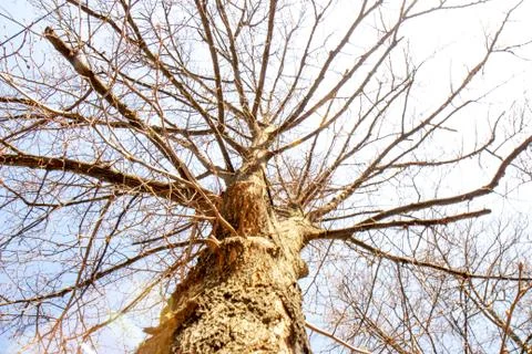Spring tree on a sunny day Stock Photos