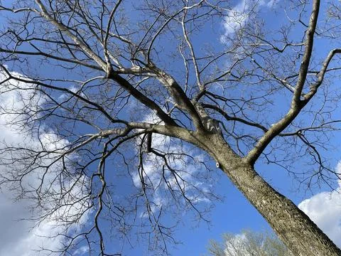 Spring Tree on Sunny Day Stock Photos