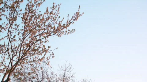 Spring Tree Sunset Left side Stock Footage 688531
