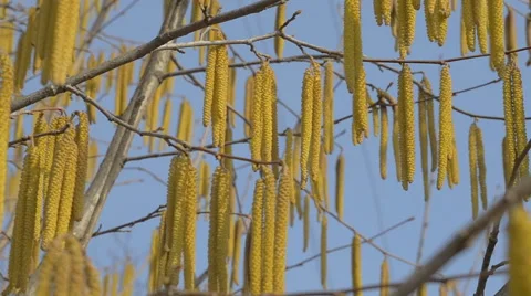 Spring tree sways in the wind Stock Footage 61495899