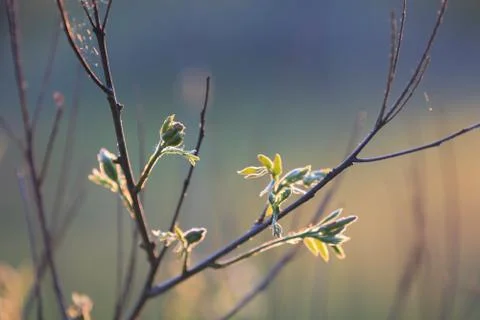 Spring tree twig Stock Photos