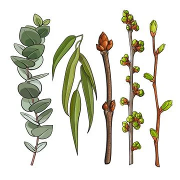 Spring tree twigs with leaf bud, willow and eucalyptus branches Stock Illustration