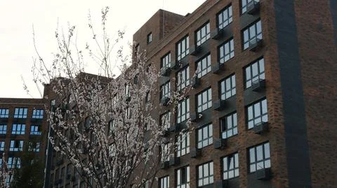 Spring tree under the windows of an apartment building Stock Photos