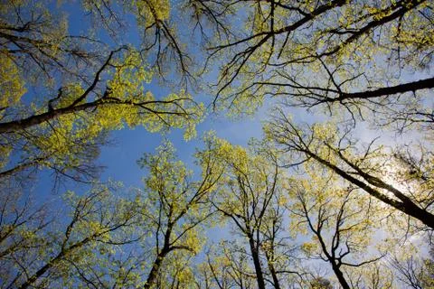 Spring tree vault Stock Photos