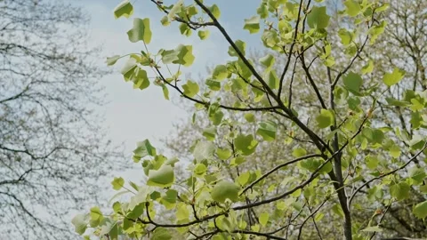 Spring tree in Victoria park, tree leaves softly moving Stock Footage 307837461