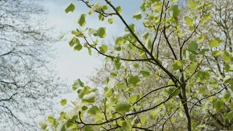 Spring tree in Victoria park, tree leaves softly moving, slomo Stock Footage 307837471