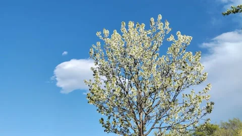 Spring tree view Stock Footage 239187978