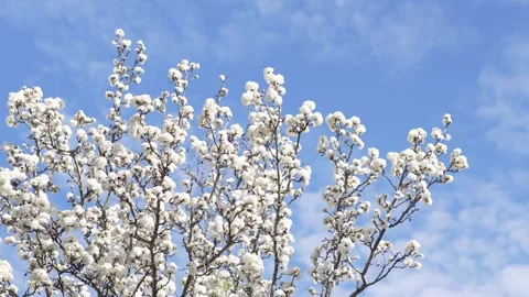 Spring tree with white blossoms and branches in wind Stock Footage 340469423