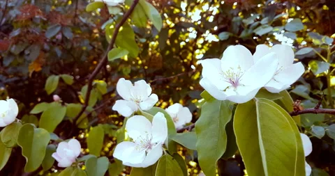 Spring tree with white flowers on daily light sky Video stock 169589484