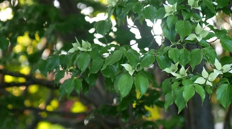 Spring Tree with White Flowers 動画素材 52115830
