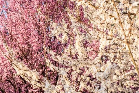 Spring tree with white pink cherry flowers Stock Photos