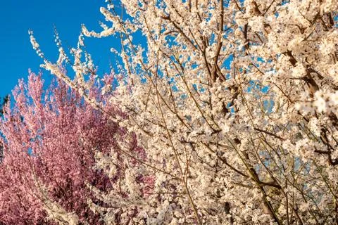 Spring tree with white pink cherry flowers Stock Photos