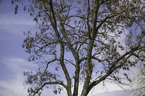 Spring tree without leaves on a background of blue sky and fluffy white clouds Stock Photos