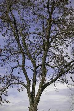 Spring tree without leaves on a background of blue sky and fluffy white clouds Stock Photos