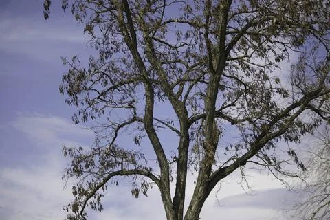 Spring tree without leaves on a background of blue sky and fluffy white clouds Stock Photos