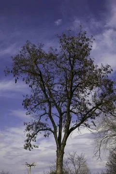 Spring tree without leaves on a background of blue sky and fluffy white clouds Stock Photos
