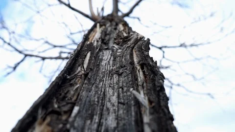 Spring. Tree without leaves by day Stock Footage 128309439