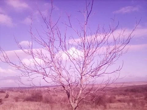 Spring tree without leaves Stock Photos