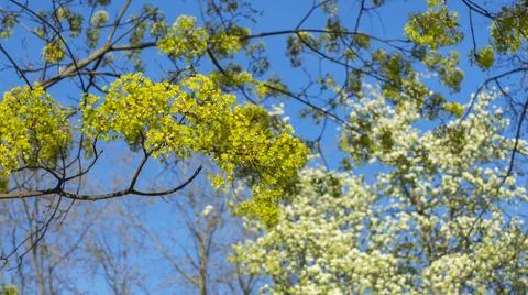 Spring tree with young light green foliage with blue sky. Space for text. You Stock Photos