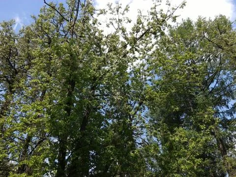 Spring trees 1 Foto stock