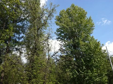 Spring trees 2 Foto stock