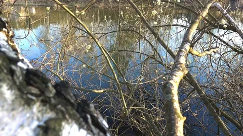 Spring trees above the water Видео 74115852