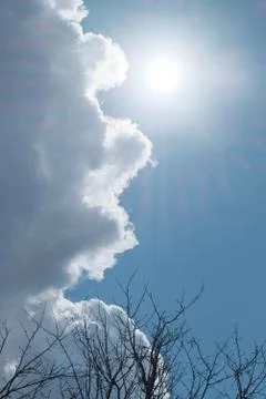 Spring trees against a blue cloudy sky Stock Photos