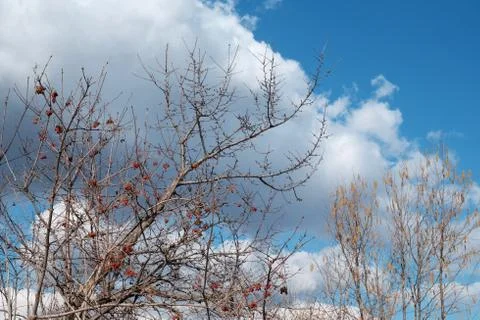 Spring trees against a blue cloudy sky Stock Photos