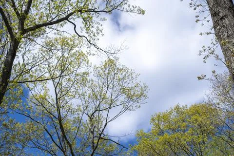 Spring trees against blue sky and white clouds. Fotos de archivo