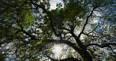Spring trees against the sky. Gimbal shot Video stock 187676682