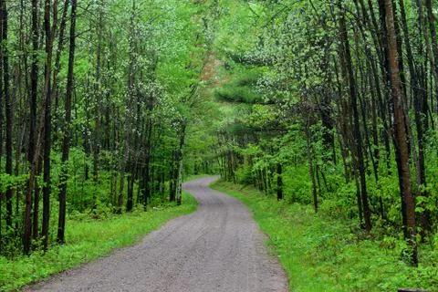 Spring Trees along Driveway Stock Photos