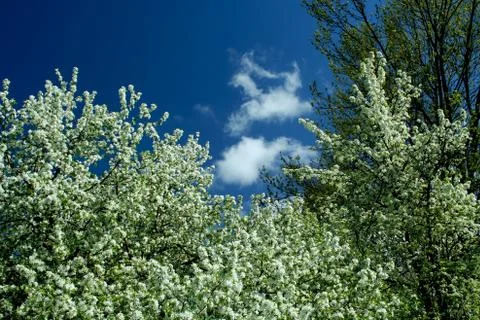 Spring trees and blue sky Stock Photos