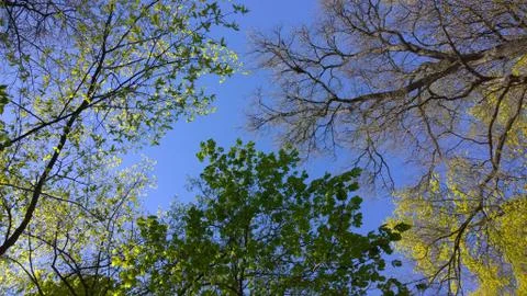 Spring trees and blue sky 写真素材