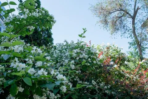 Spring trees and blue sky background. Spring trees and sky Stock Photos
