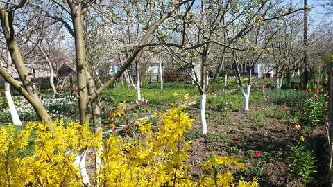 Spring. Trees and flowers are blooming. Stock Photos