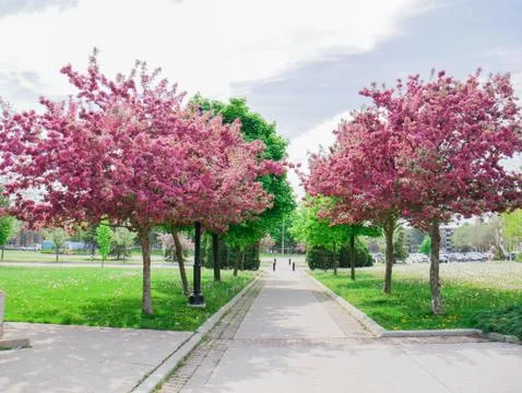 Spring Trees and  its beauty Stock Photos