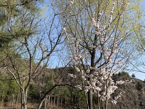 Spring Trees and Mountain Scenery in Gubei Water Town Stock-Fotos