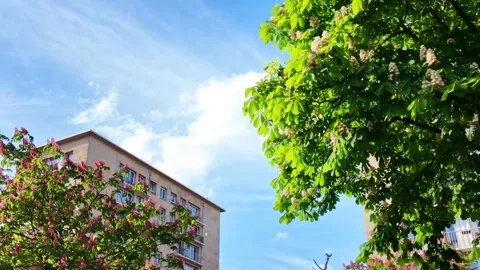 Spring Trees and Paris Residential Buildings Stock Footage 334804198