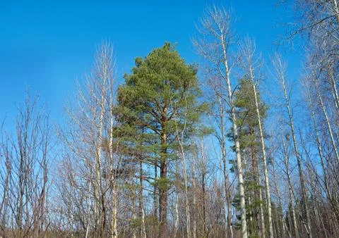 Spring trees on a background of blue sky 写真素材