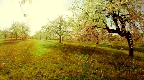 Spring trees background. textures. springtime. sun flare light. nature plants Stock Footage 64537100