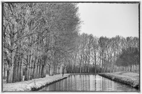 Spring trees (black and white) and lush undergrowth along the banks of the Niver Stock Photos