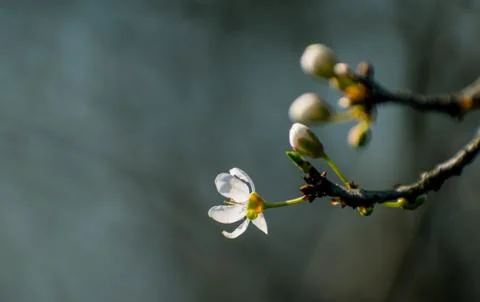 In the spring the trees bloom. Stock Photos