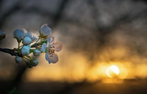 In the spring the trees bloomed. Stock Photos