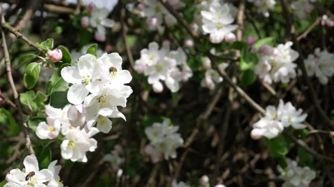 Spring trees blooming and bees with white flowers on a sunny day Stock Footage 194281981