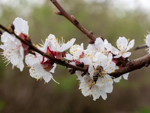 Spring trees blooming and bees with white flowers on a sunny day Stock Photos