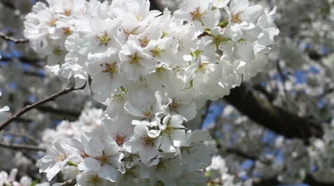 Spring Tree's Blooming Flowers Stock Footage 22933559