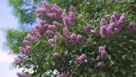 Spring trees blooming with pink flowers on the branches overlooking the blue sky Stock Footage 195536400