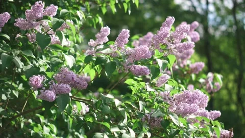 Spring trees blooming with pink flowers on the branches on a sunny day Stock Footage 195536431